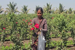 Astgaon's Rose Revolution: 10 Lakh Flowers From This Maharashtra Village Are Sold Across India Daily