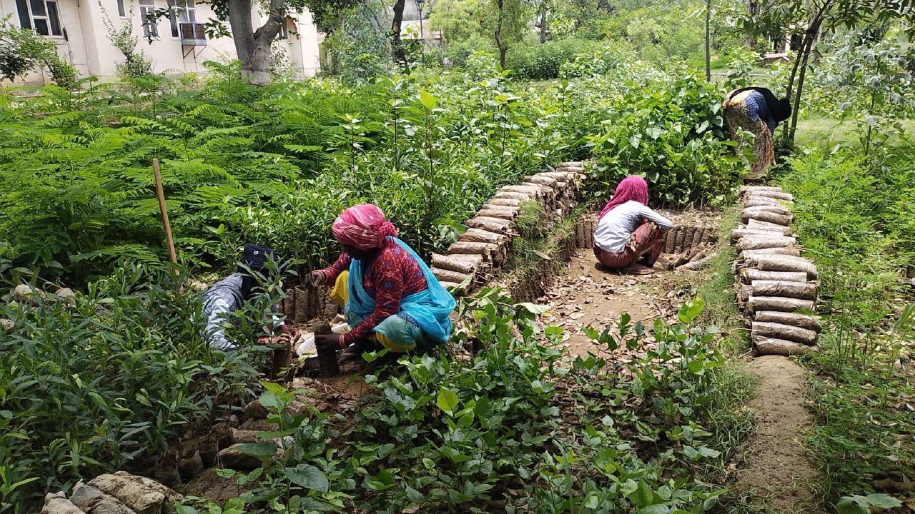 पौधों का वितरण 'हरियालो राजस्थान' अभियान के तहत किया जाएगा