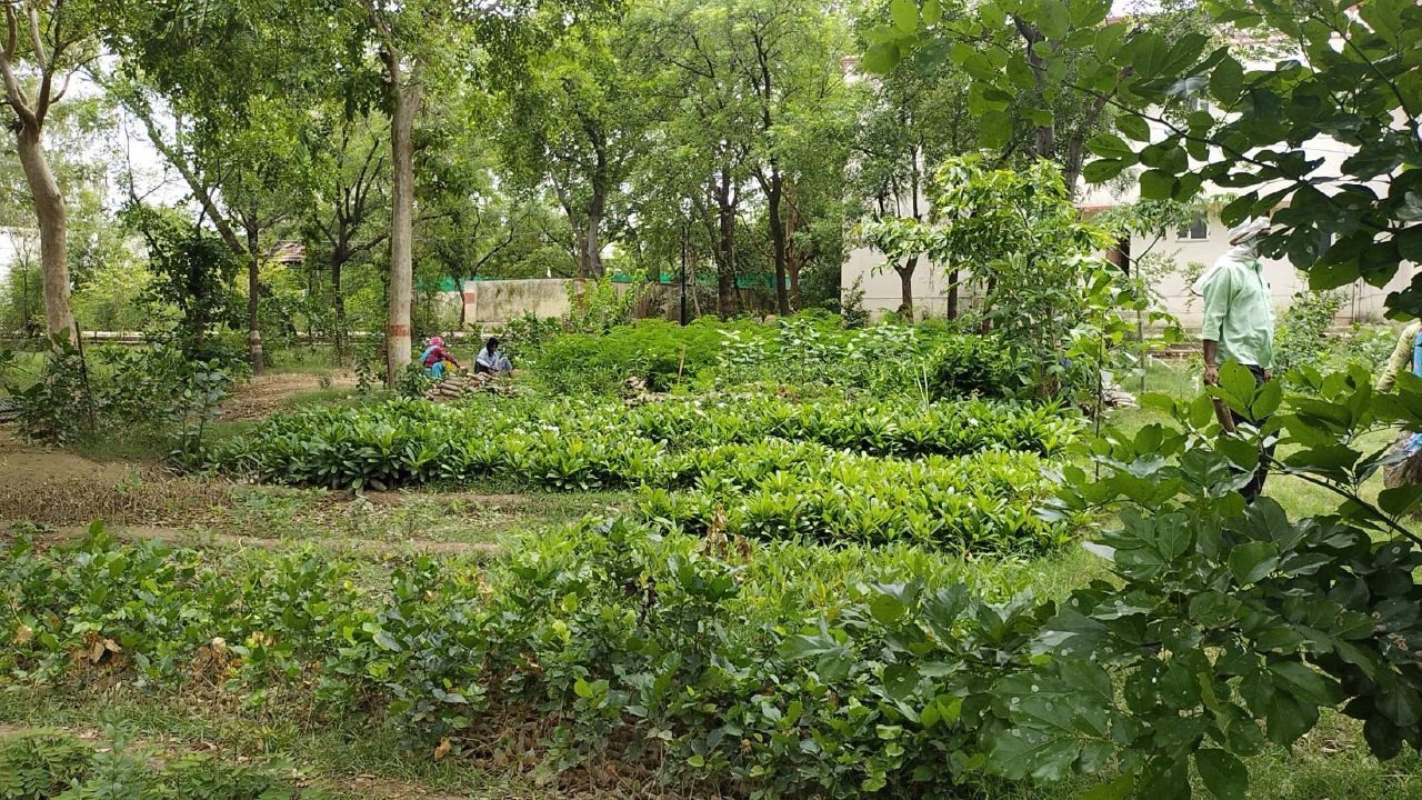 ब्रज क्षेत्र को हरा भरा करने का लक्ष्य