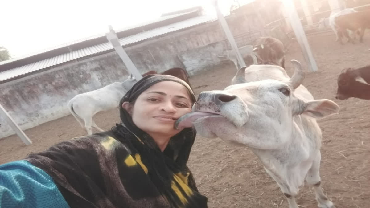 Wounded Cow Healing Touch Of Chinmayi Deo: The Royal Heir Of Puri Who Chose To ...