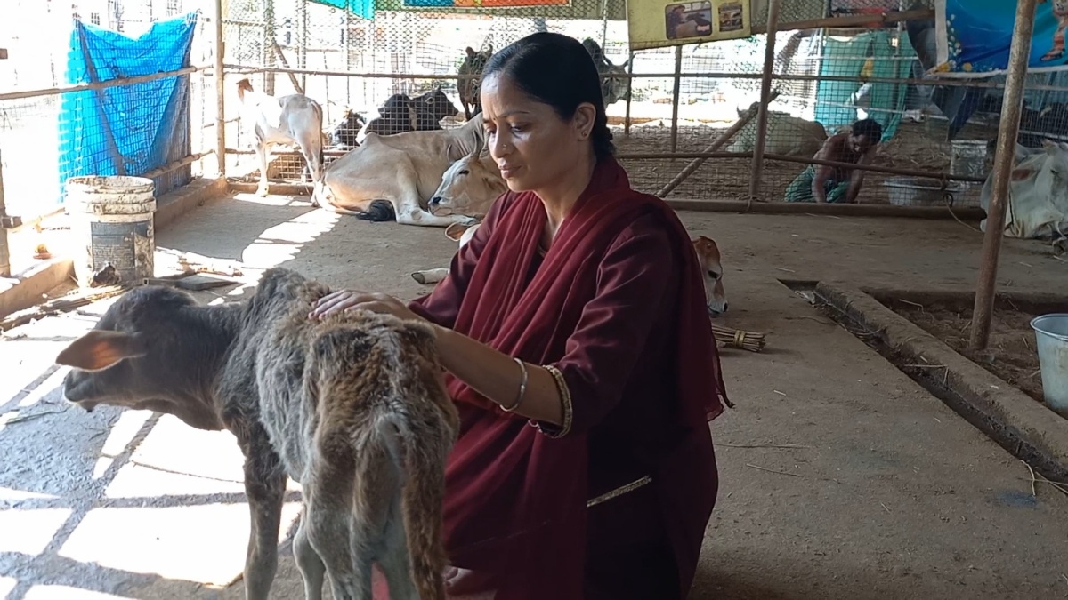 Wounded Cow Healing Touch Of Chinmayi Deo: The Royal Heir Of Puri Who Chose To ...