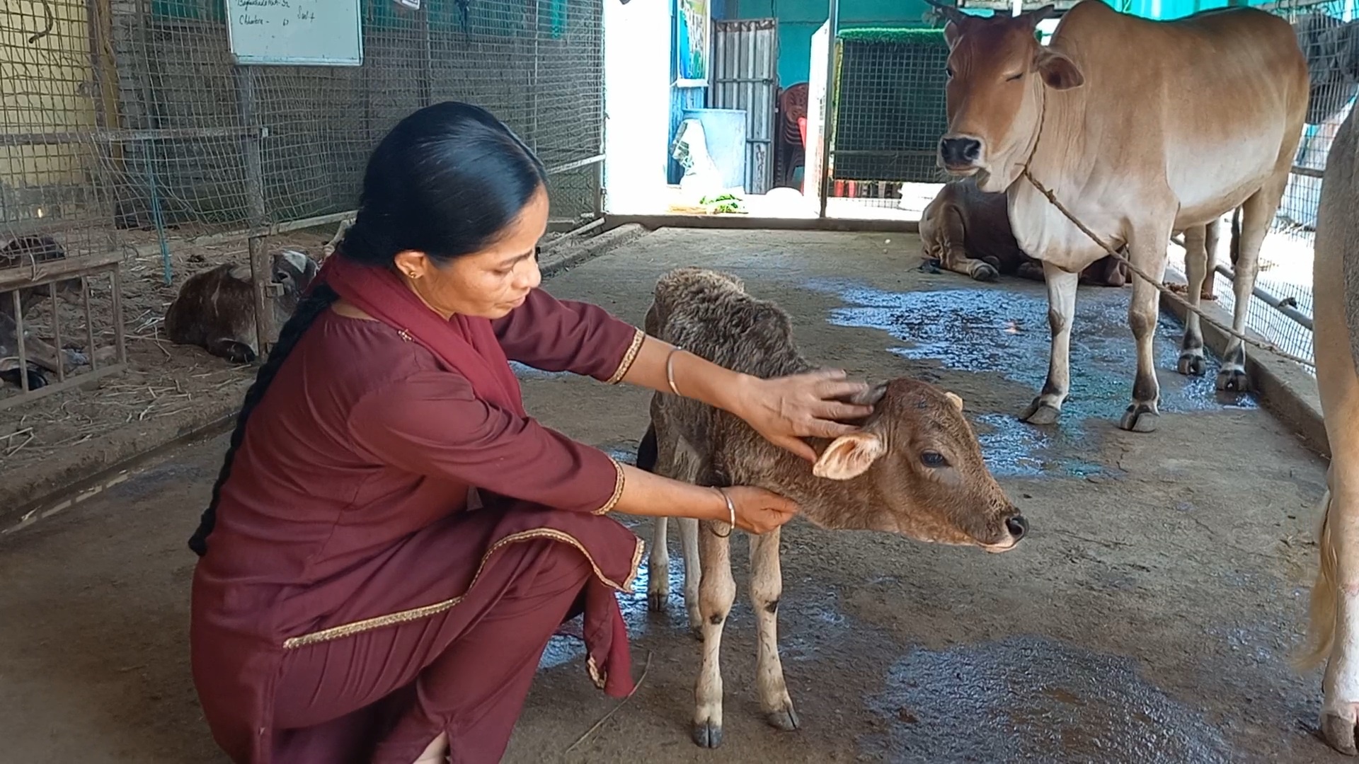 Wounded Cow Healing Touch Of Chinmayi Deo: The Royal Heir Of Puri Who Chose To ...
