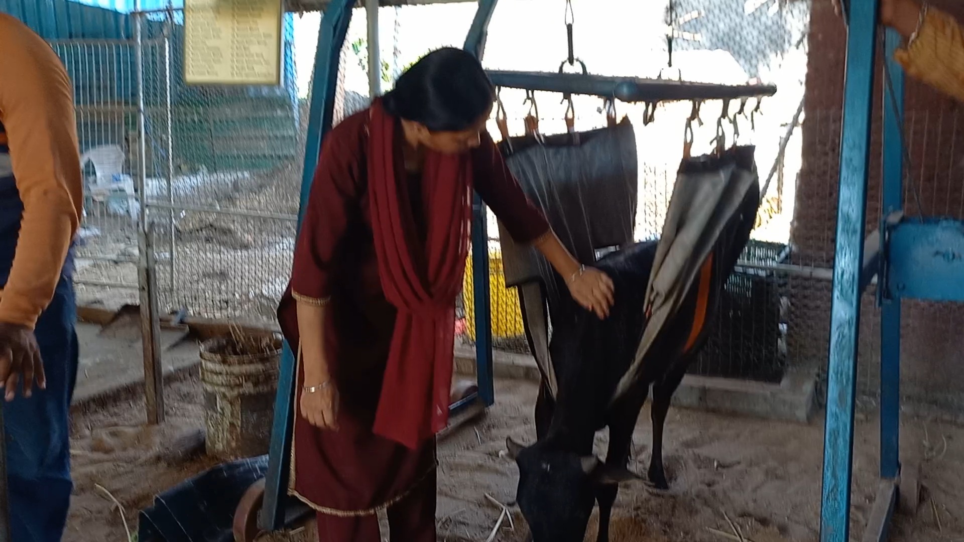 Wounded Cow Healing Touch Of Chinmayi Deo: The Royal Heir Of Puri Who Chose To ...