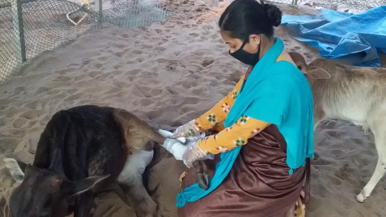 Wounded Cow Healing Touch Of Chinmayi Deo: The Royal Heir Of Puri Who Chose To ...
