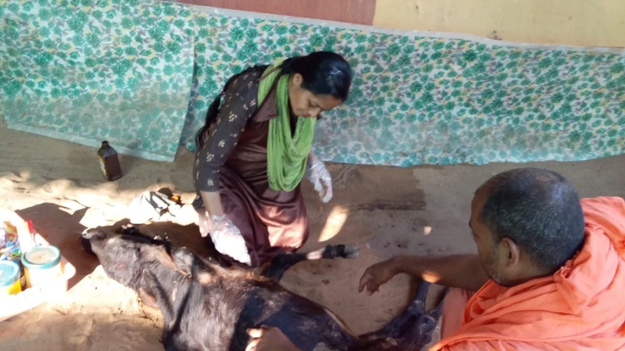 Wounded Cow Healing Touch Of Chinmayi Deo: The Royal Heir Of Puri Who Chose To ...