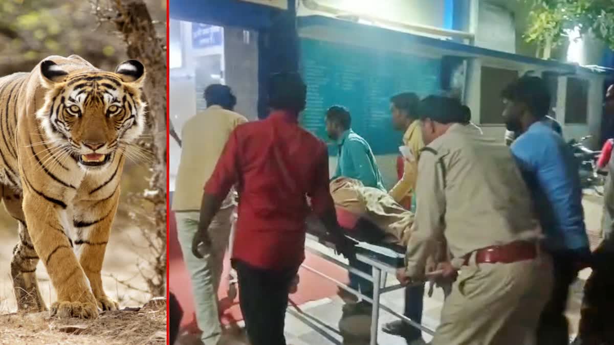 WOMAN RESCUED FROM TIGER JAWS