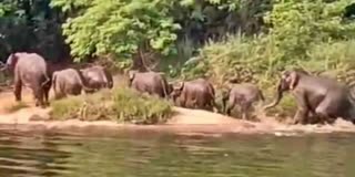 ELEPHANTS IN KADABA  DAKSHINA KANNADA  ಕಾಡಾನೆ  ELEPHANT