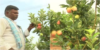 Apple Cultivation Success In Anantapur