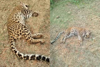 CHAMARAJANAGAR  ಮುಳ್ಳುಹಂದಿ  ಚಿರತೆ  PORCUPINE ATTACK