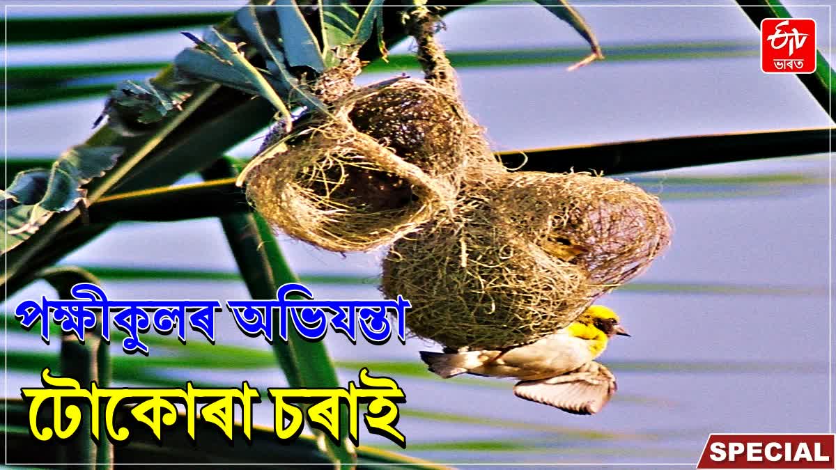 RARE SPECIES OF WEAVER BIRD