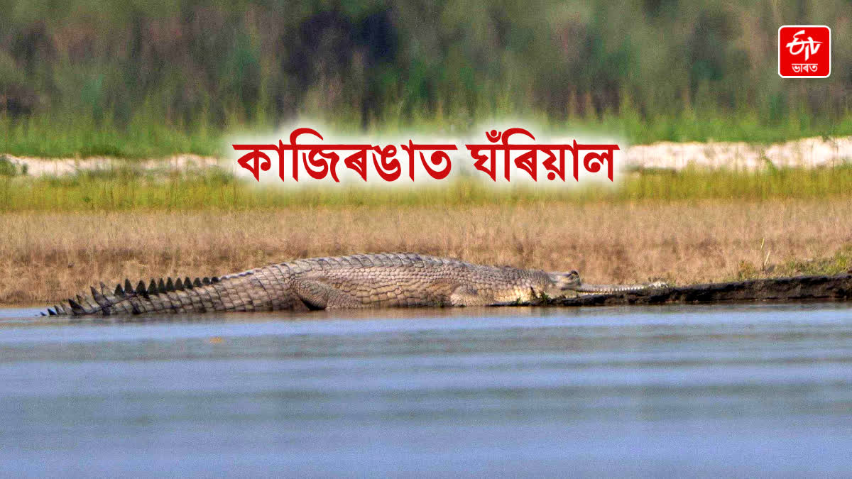 critically endangered fish eating crocodile spotted in Kaziranga