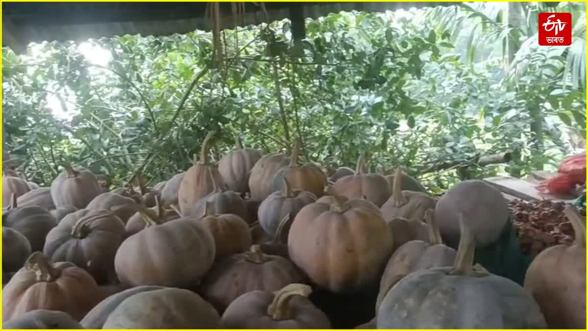 potato and pumpkin cultivation