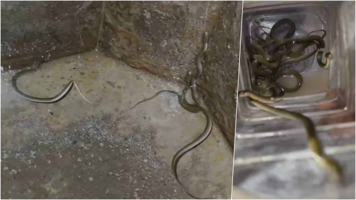 Snakes in Water Tank