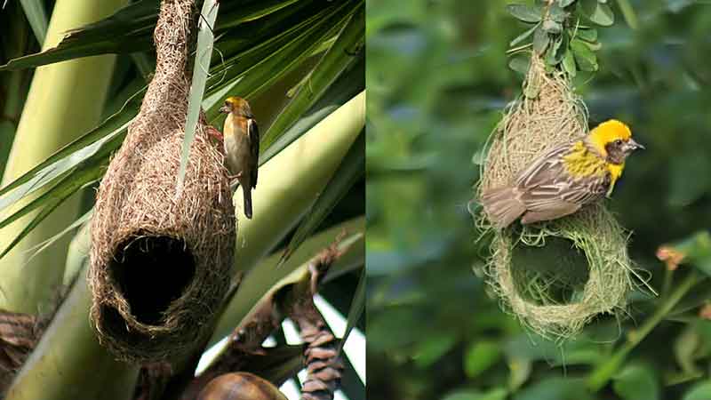 Rare species of Weaver Bird