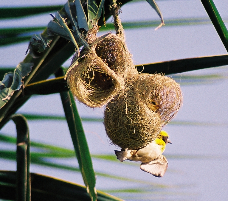 Rare species of Weaver Bird