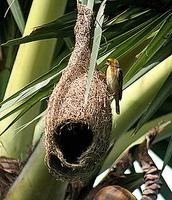 Rare species of Weaver Bird