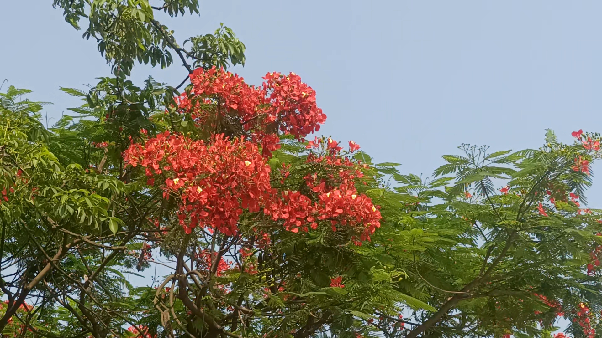 Beauty of flowers