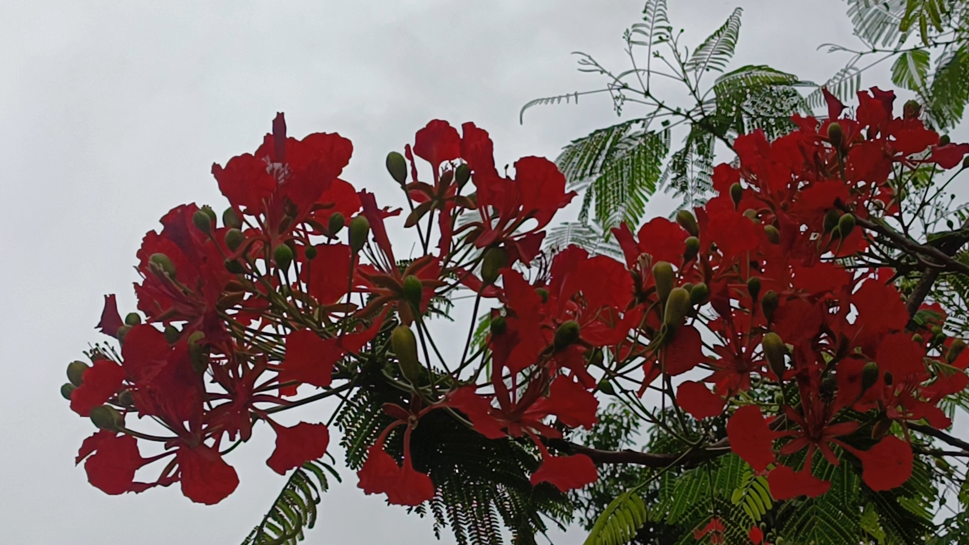 Beauty of flowers