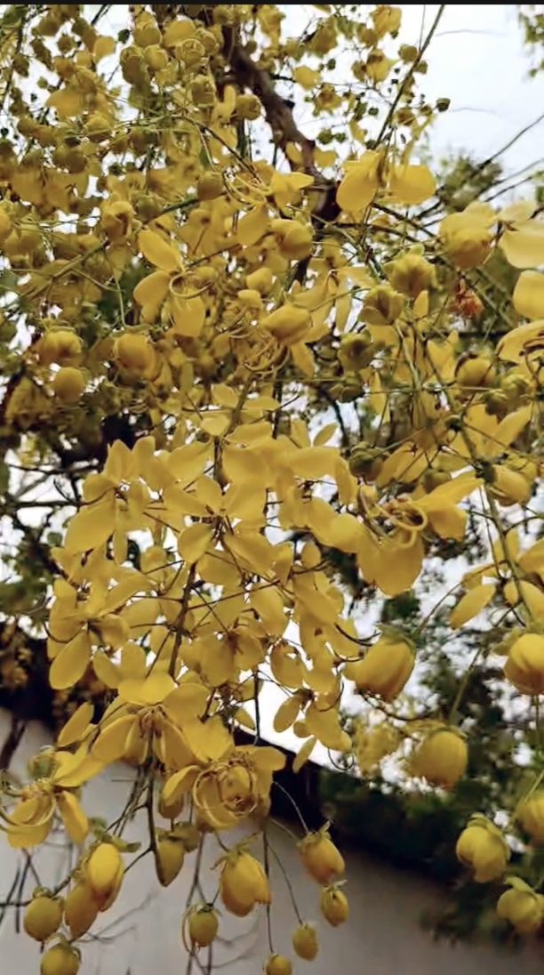 Beauty of flowers