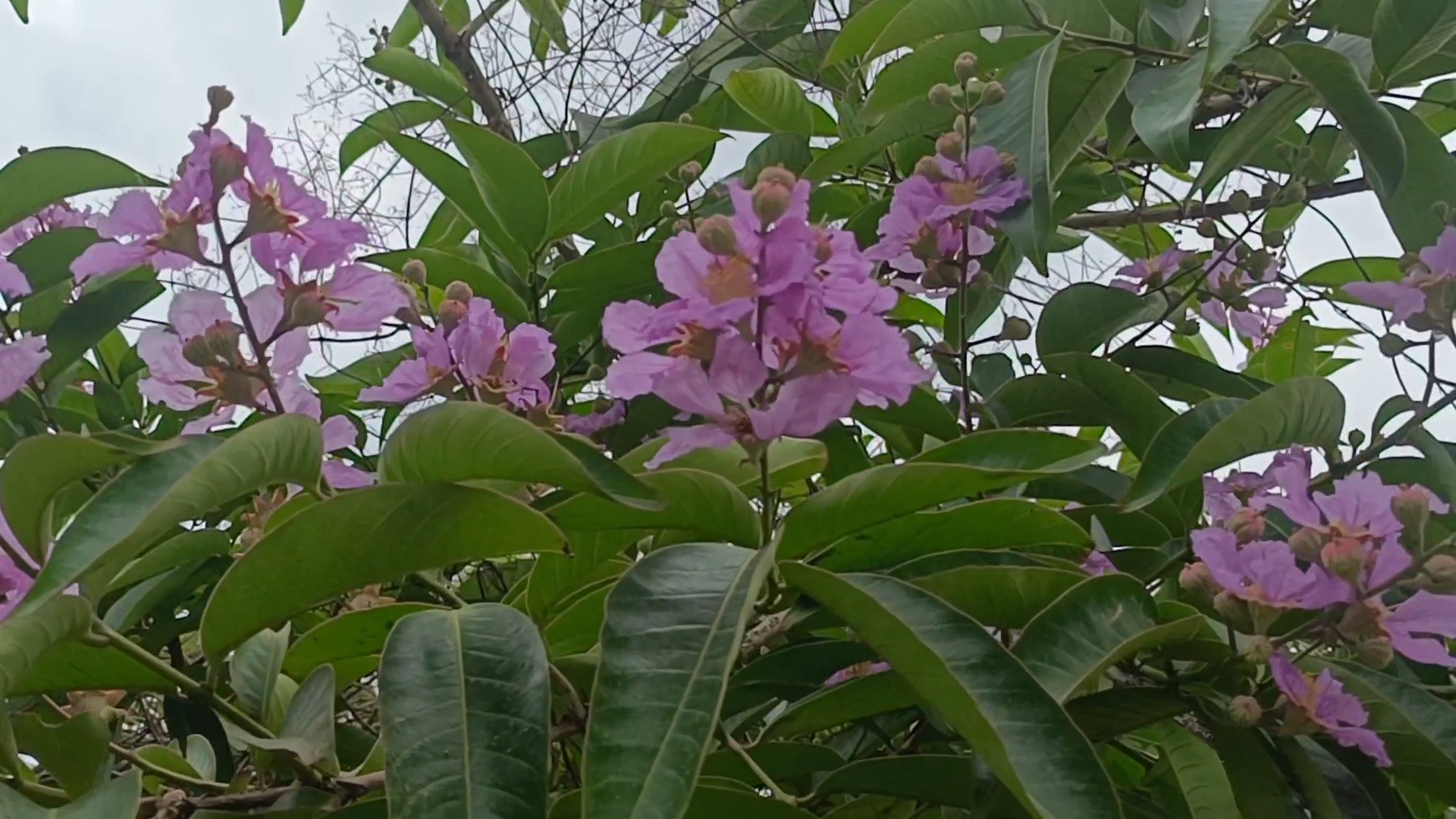 Beauty of flowers