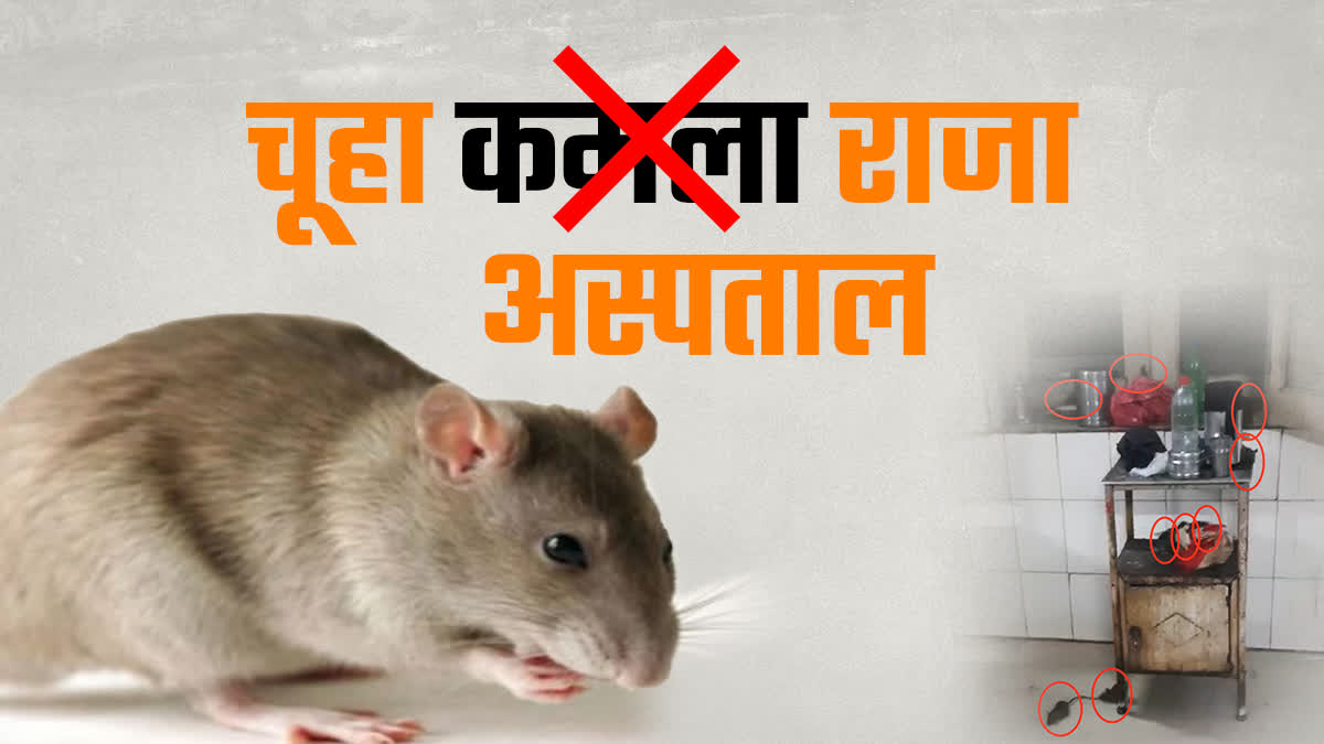 ग्वालियर के कमला राजा अस्पताल में 'चूहा राज', प्रेगनेंट लेडीज का सोना ...