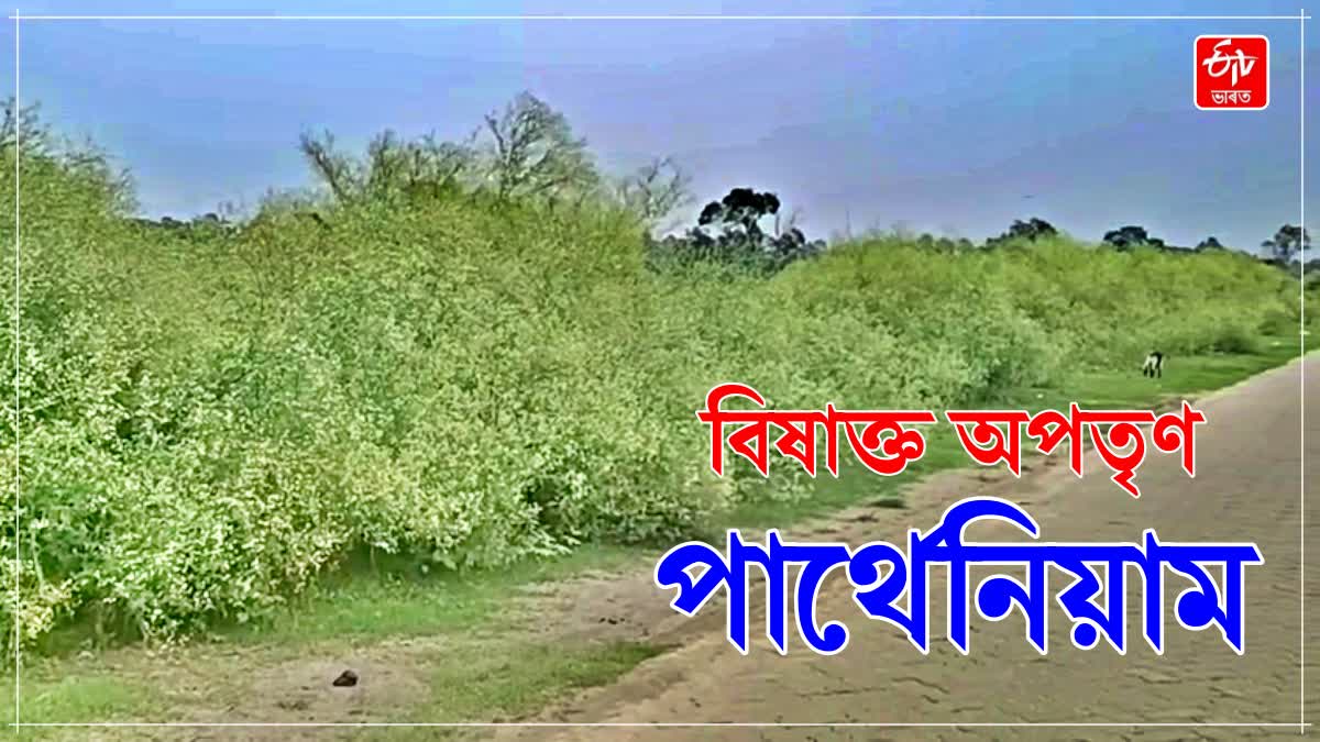 Poisonous weed Parthenium