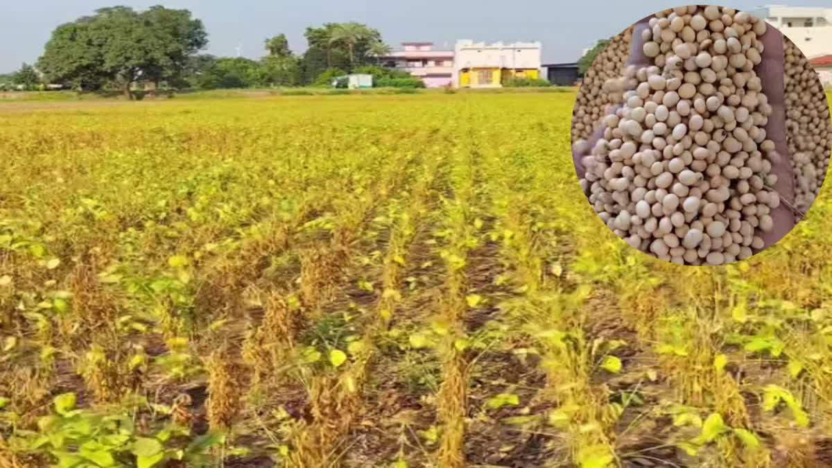 Ratlam Farmers sowed soybean