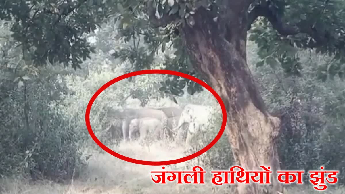 Villagers distressed by shelter of wild elephants in Ramgarh