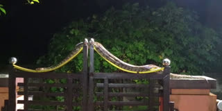 SNAKES  HOME  THRISSUR  CAUGHT