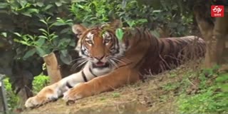 Royal Bengal Tiger