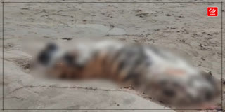 Royal Bengal Tiger