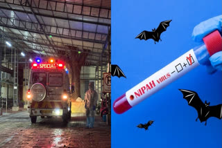 NIPAH VIRUS CONFIRMED AGAIN FEROKE MAN TESTED POSITIVE KOZHIKODE MEDICAL COLLEGE HOSPITAL SWAB SAMPLES SENT TO NIV PUNE