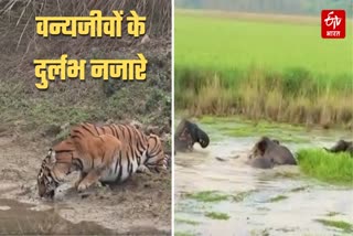 दुधवा टाइगर रिजर्व में दिख रहे वन्यजीवों के दुर्लभ नजारे