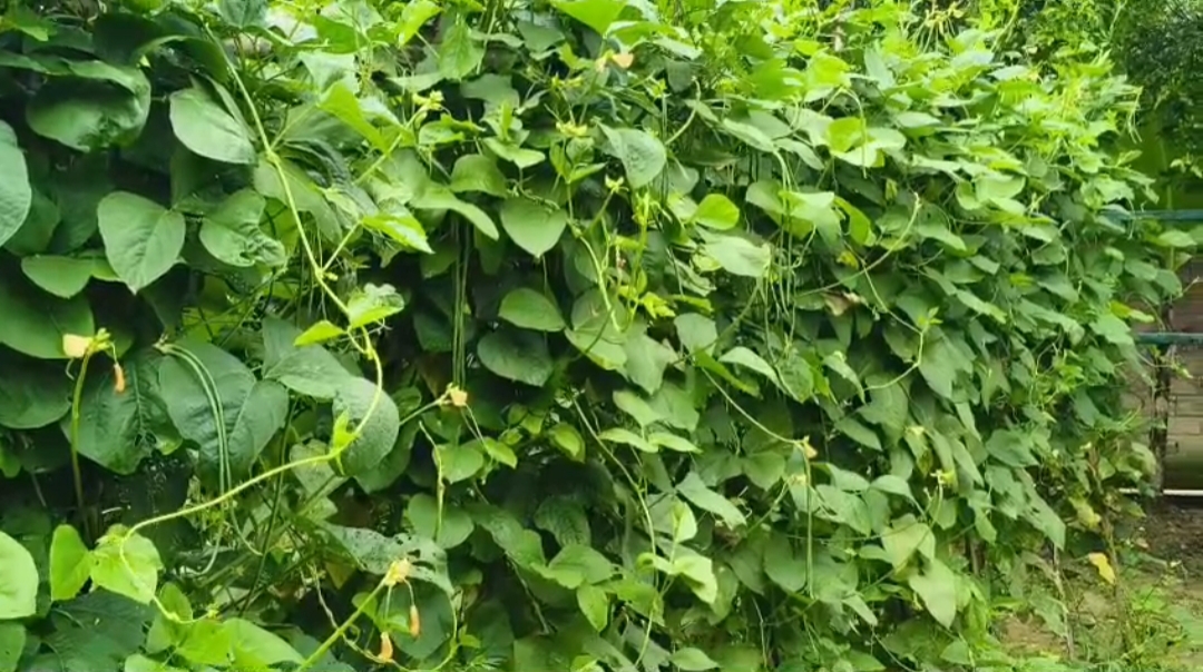 Jaanki Farm in Jorhat