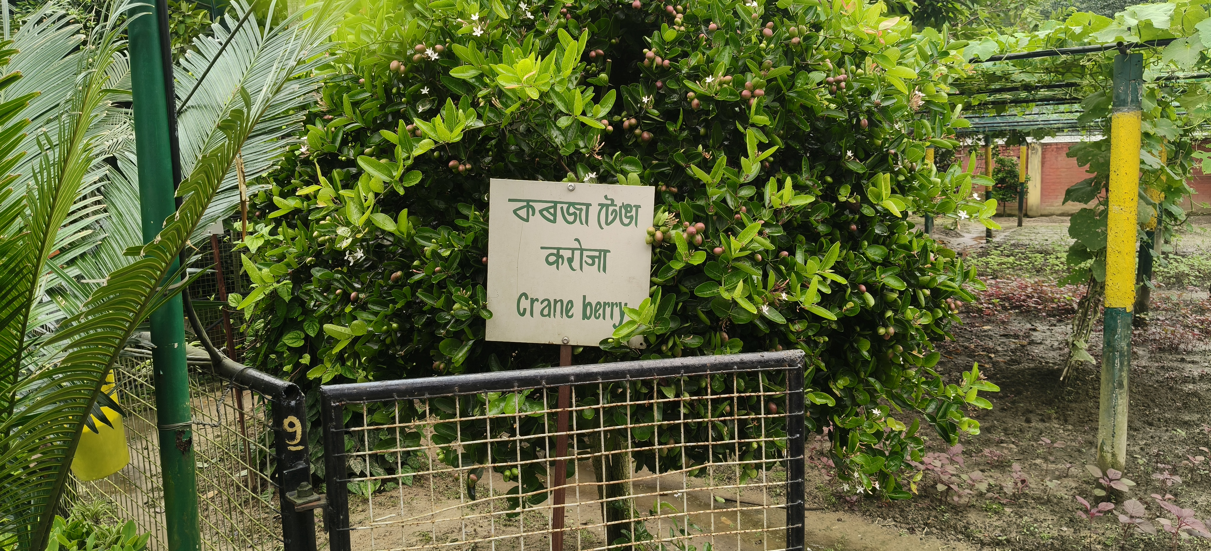 Jaanki Farm in Jorhat