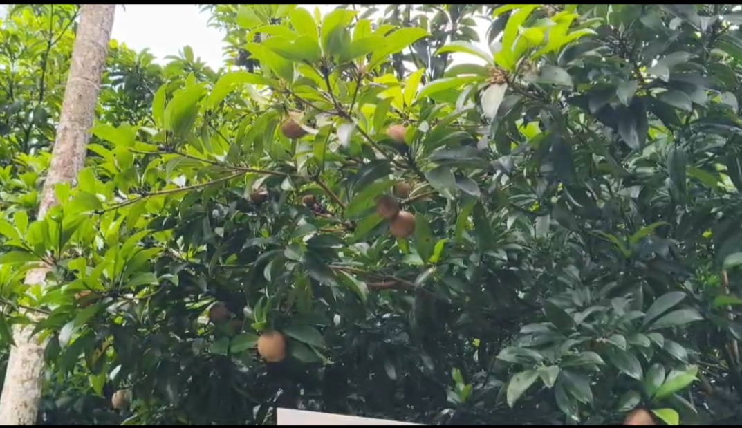 Jaanki Farm in Jorhat
