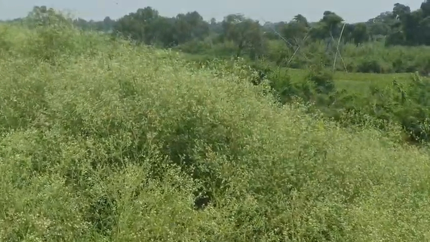 Poisonous weed Parthenium