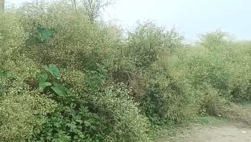 Poisonous weed Parthenium