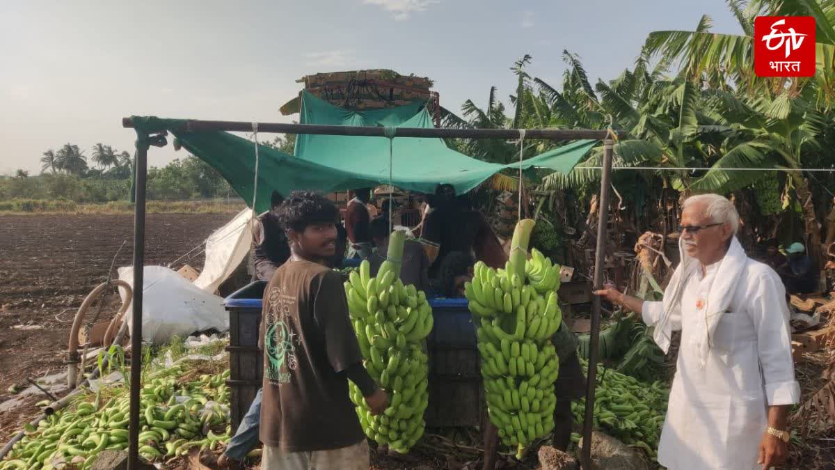 Banana export to Gulf countries