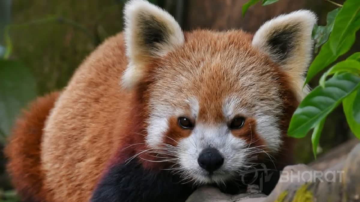 Red Panda Count On Rise In Bengal's Neora Valley, Forest Department Lines Up Major Survey After Eight Years