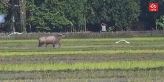 WILD BUFFALO