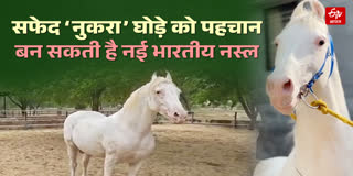 राजस्थान का प्रसिद्ध सफेद ‘नुकरा’ घोड़ा