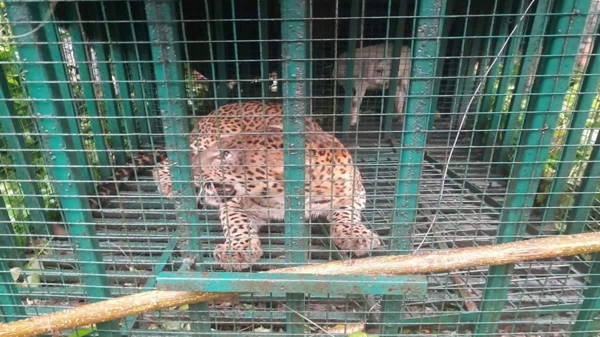 Leopard in tea garden