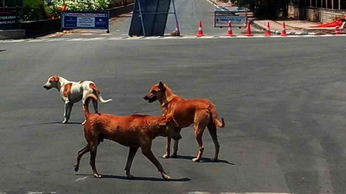 Supreme Court Directs Removal Of All Stray Dogs From Delhi-NCR Within 8 Weeks Addressing dog bite incidents in Delhi, the top court directed the Delhi government to remove stray dogs and keep them in shelters.