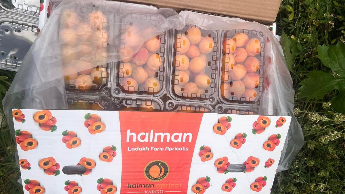 Ladakh Apricots Begin New Journey To International Markets