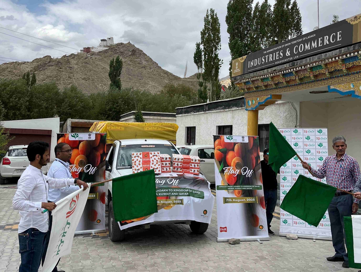 Ladakh Apricots Begin New Journey To International Markets