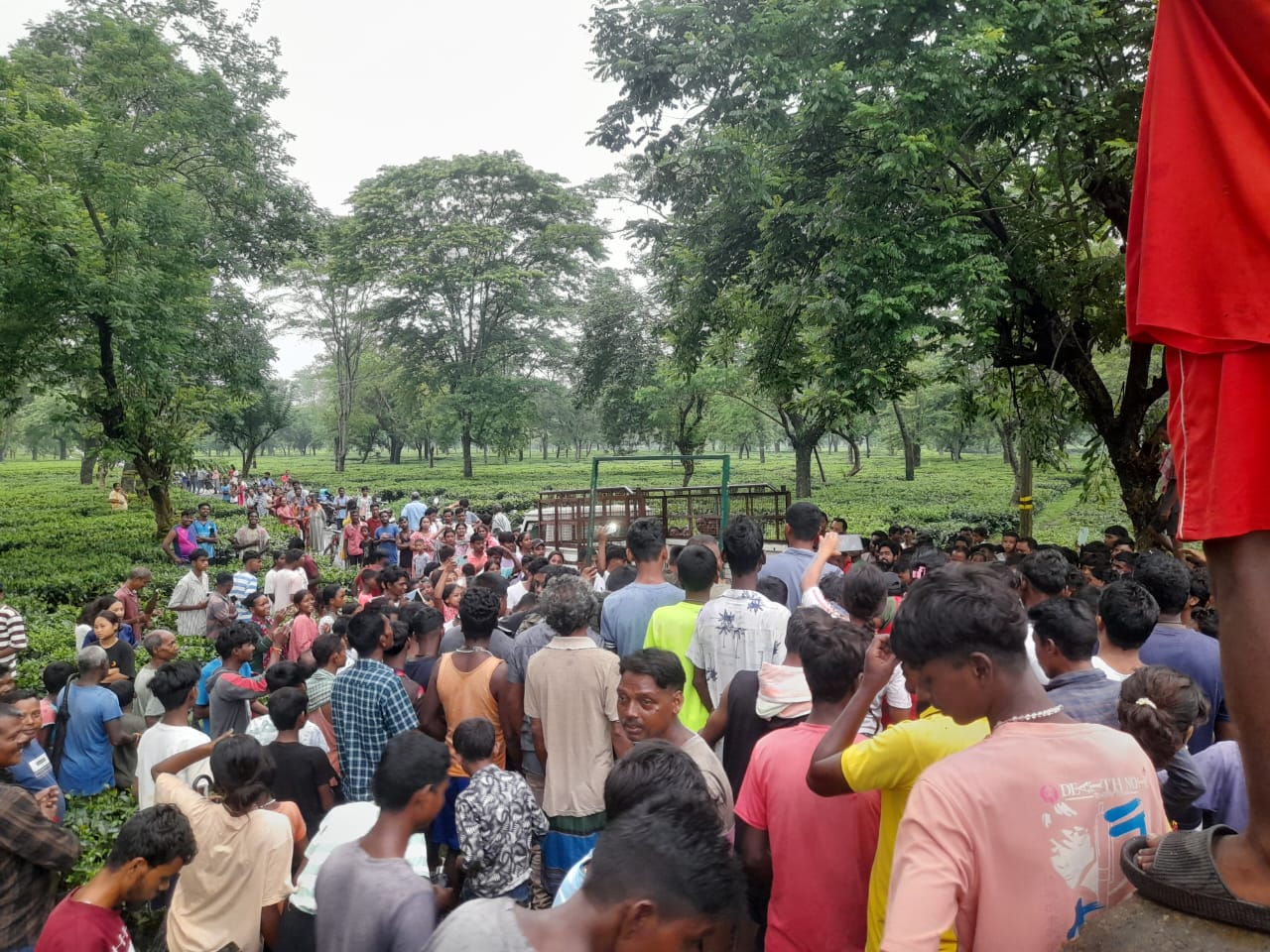 Leopard in tea garden
