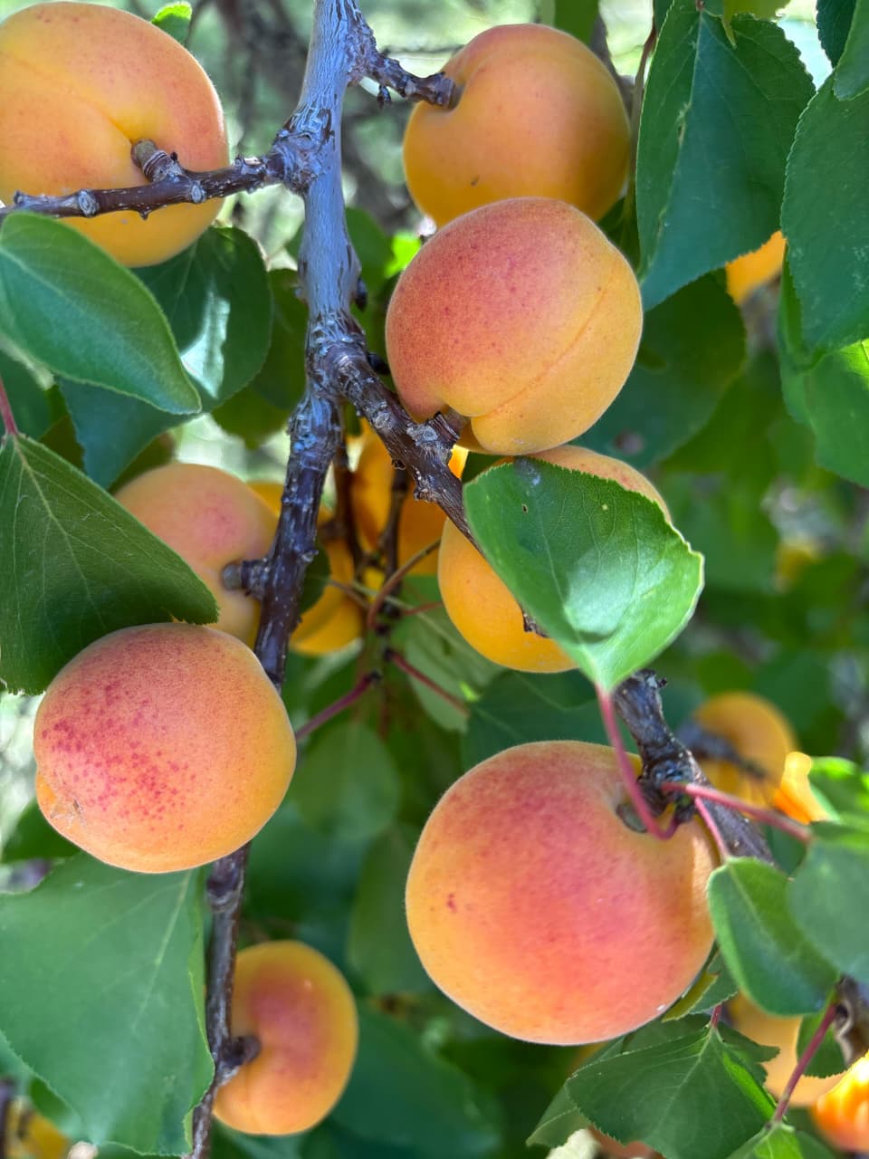 Ladakh Apricots Begin New Journey To International Markets