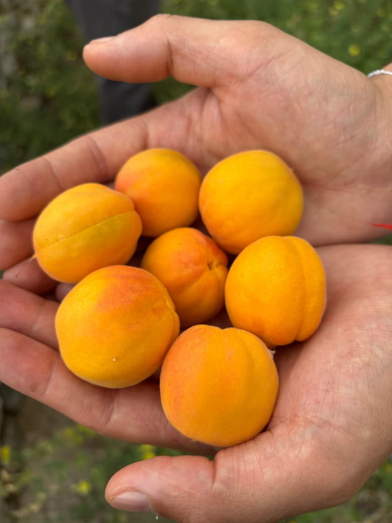 Ladakh Apricots Begin New Journey To International Markets