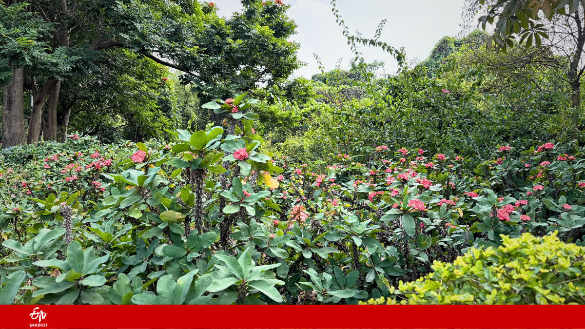 Why Can Some Invasive Plants Thrive Without A Mate? IISc Study Has An Answer